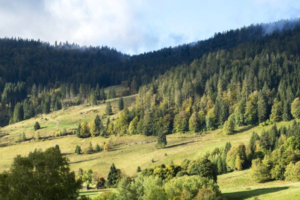 Land-gut-Hotel Großbach (Sankt Blasien)
